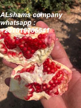 Public product photo - We are ALshams for general import and export .
Hereunder our offer for fresh Pomegranate with the following specifications :
- Origin : Egypt.
- Container capacity: container 40  feet reefer can be loaded with 18 tons.
I hope our offer meet your satisfaction
For more information please contact me
Mrs.donia mostafa
Sales dep
Cell(viber&whats-app) 00201016785541
Alshams.info@yahoo.com
web : www.alshamsexporting.com
